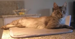 Matelas Anti-escarres Confort4pattes -Chien Scroquette 55c0616d5d98821d9afbcbd9e5f3c4fc90951b16cae946ef0eda01a8206dbdbb