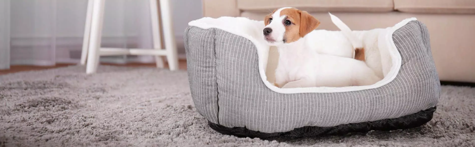 Chien Scroquette -Chien Scroquette 6W9GOGET0IUWLG5VMH