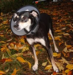 Flamingo Carcan Capo 31,5cm -Chien Scroquette 7de486facebd1c50360a8963fe8fbb258e165e18ebbce23e466ab63927cea963