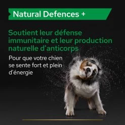 Purina PRO PLAN NATURAL DEFENSES+ CHIEN ALIMENT COMPLEMENTAIRE - 67G 18 Purina PRO PLAN NATURAL DEFENSES+ CHIEN ALIMENT COMPLEMENTAIRE - 67G -Chien Scroquette PRO PLAN NATURAL DEFENCES DOG SUPPLEMENT 67G 5 FR