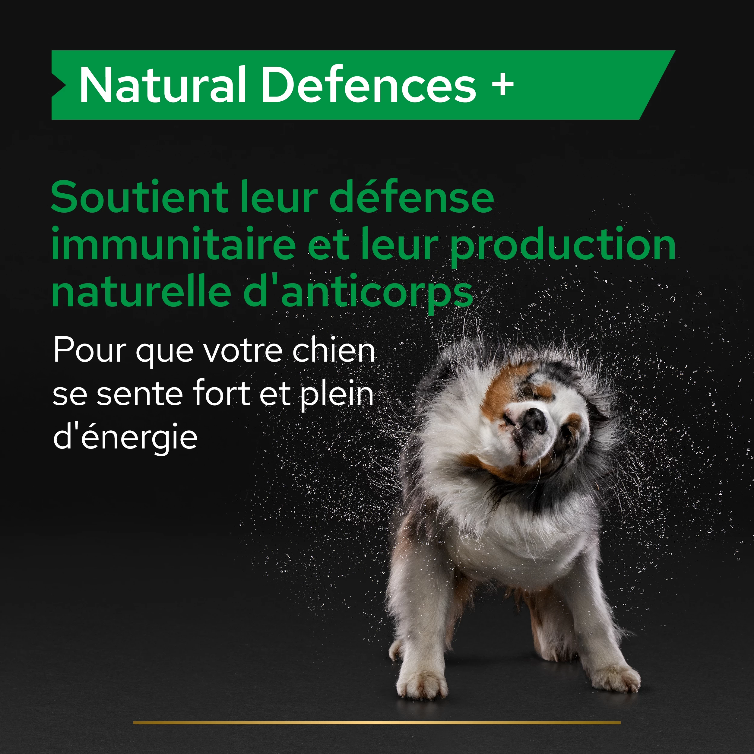 Purina PRO PLAN NATURAL DEFENSES+ CHIEN ALIMENT COMPLEMENTAIRE - 67G 8 Purina PRO PLAN NATURAL DEFENSES+ CHIEN ALIMENT COMPLEMENTAIRE - 67G – Image 6