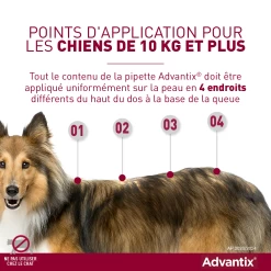 Bayer Advantix Grand Chien 25-40Kg -Chien Scroquette advantix point d application grands chiens 1