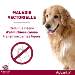 Bayer Advantix Grand Chien 25-40Kg -Chien Scroquette advantix r duit le risque de maladies vectorielles