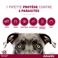 Advantix Très Petit Chien 2-4Kg -Chien Scroquette advantix spectre de protection