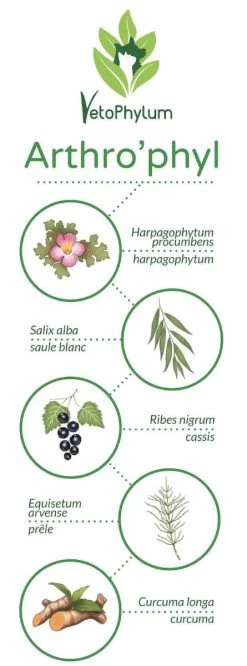 Arthro'Phyl 7 Arthro'Phyl -Chien Scroquette arthrophyl4