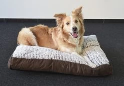 Flamingo Coussin Snoozzy Rectangulaire Fermeture Eclair Brun 80x55x10cm 7 Flamingo Coussin Snoozzy Rectangulaire Fermeture Eclair Brun 80x55x10cm -Chien Scroquette ddebe20b0518f8cb1ab97d70c10ffd70611da800dd60a449d444ba58ea18165f