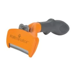 Furminator Brosse Chien Poils Courts 11 Furminator Brosse Chien Poils Courts -Chien Scroquette e5c8ffc4a756c5ee96fd559b8ff97da37e1800d34598c8541a0801a07a857823 1