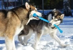 Safestix KONG -Chien Scroquette fb80efaed2ac5ccd81d3243c6c7f43066f6bf207daa1c3ed5d318c728421b9df